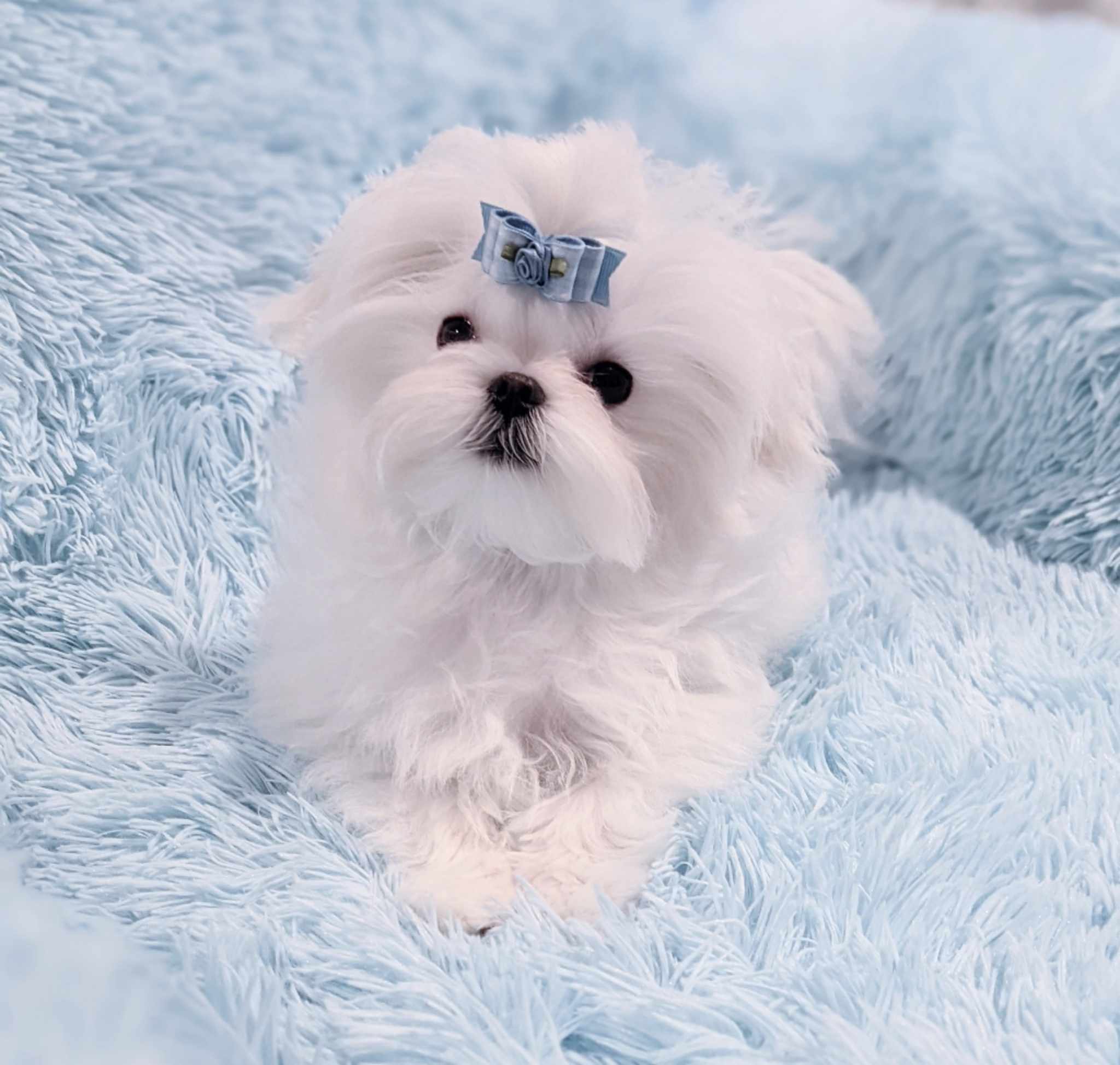 Brat Pack Babydolls puppy 18