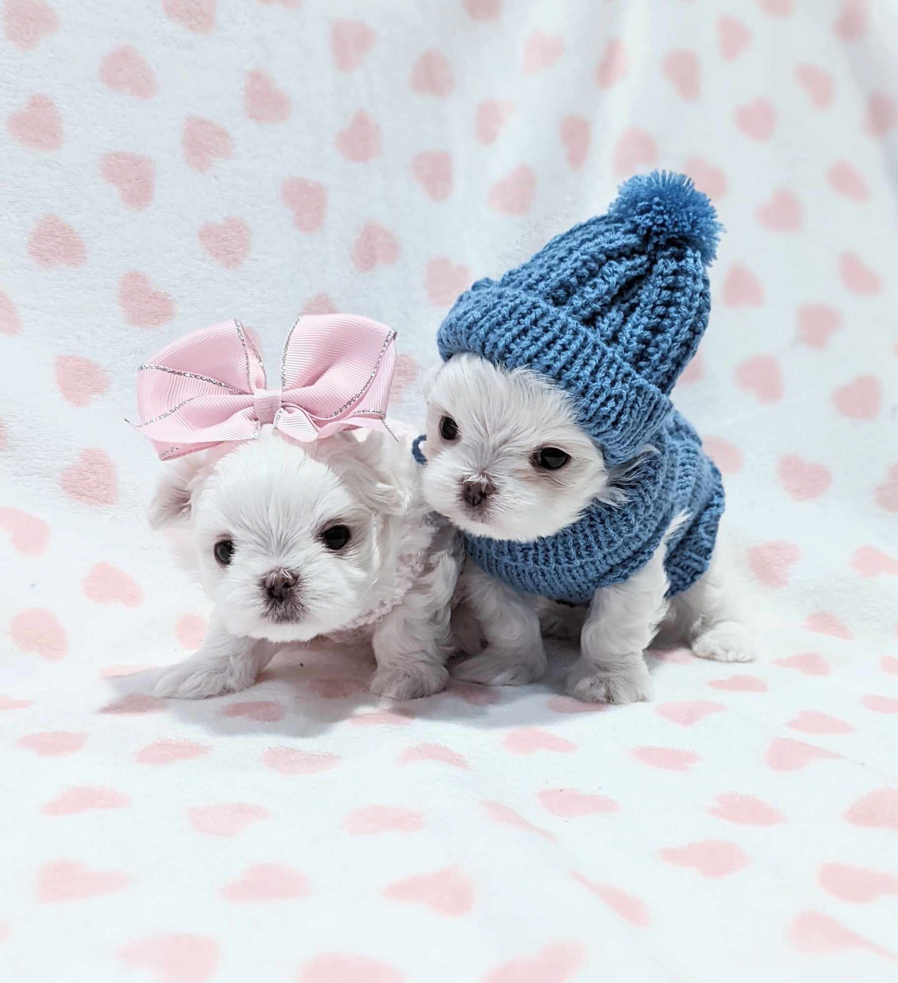 Brat Pack Babydolls puppy 22