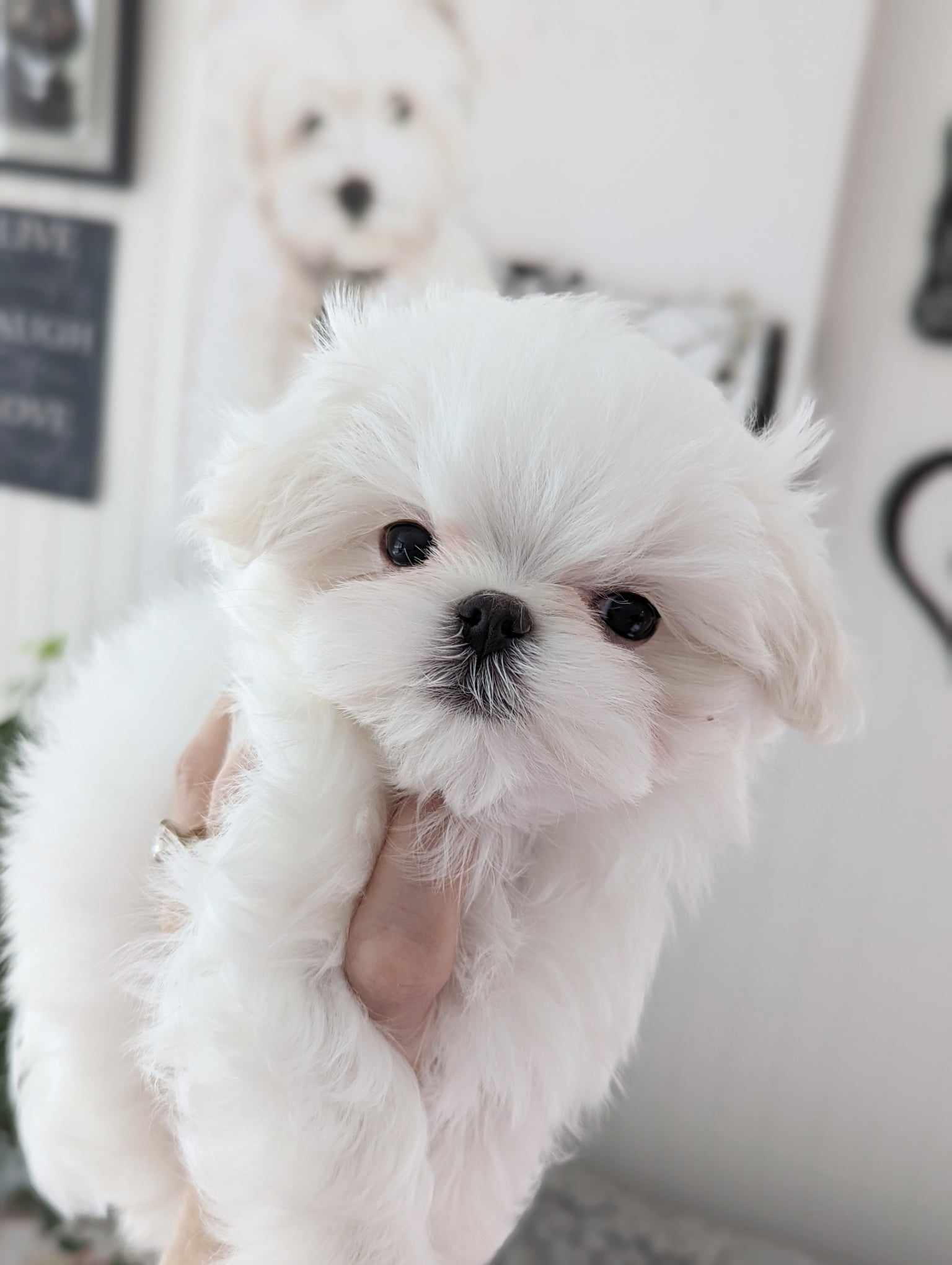 Brat Pack Babydolls puppy 23