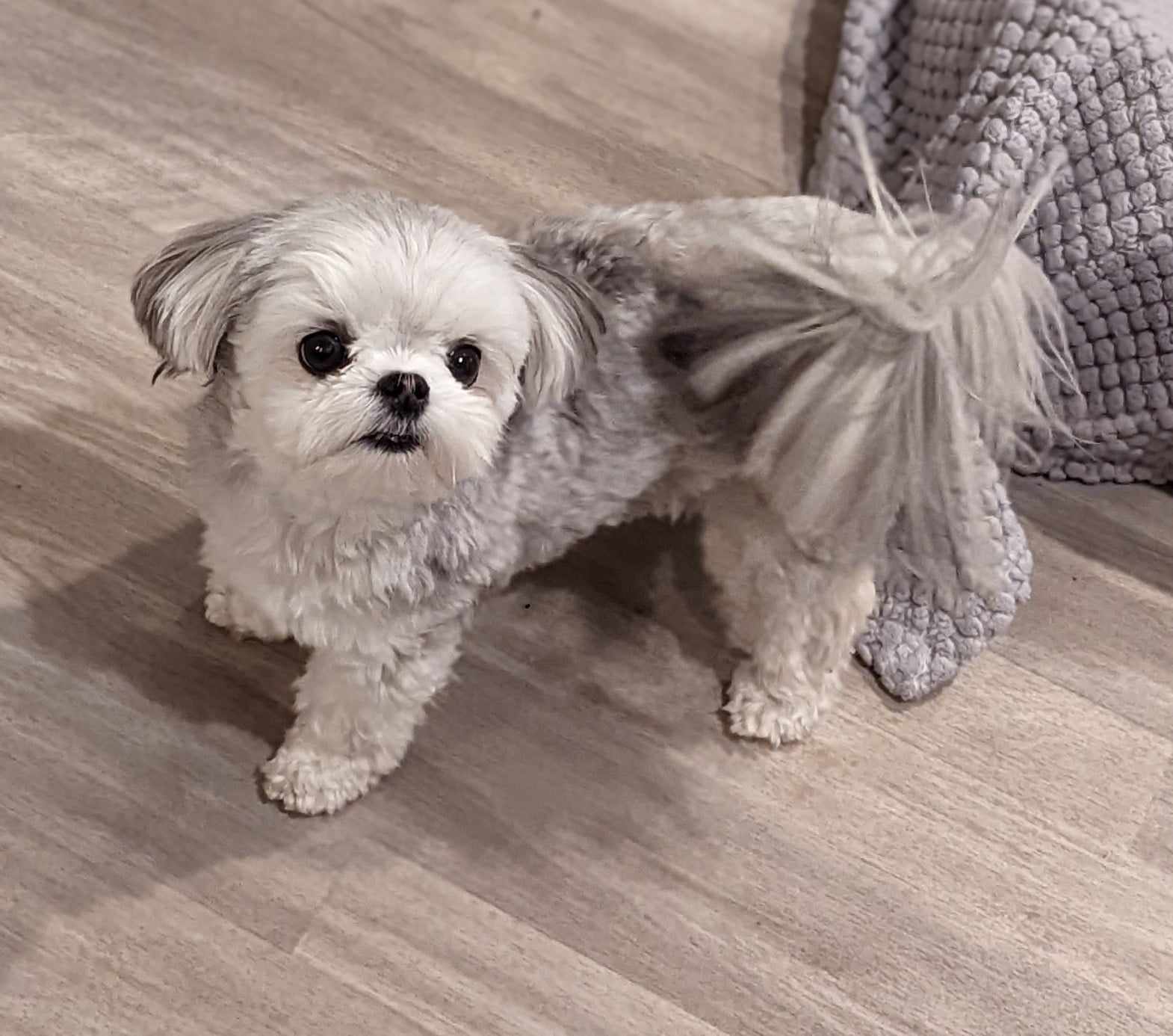 Brat Pack Babydolls puppy 13