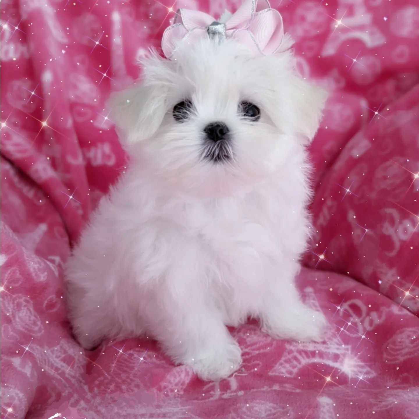 Brat Pack Babydolls puppy 27