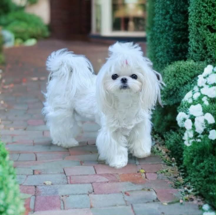 Patience & TBD Korean Babydoll Maltese litter
