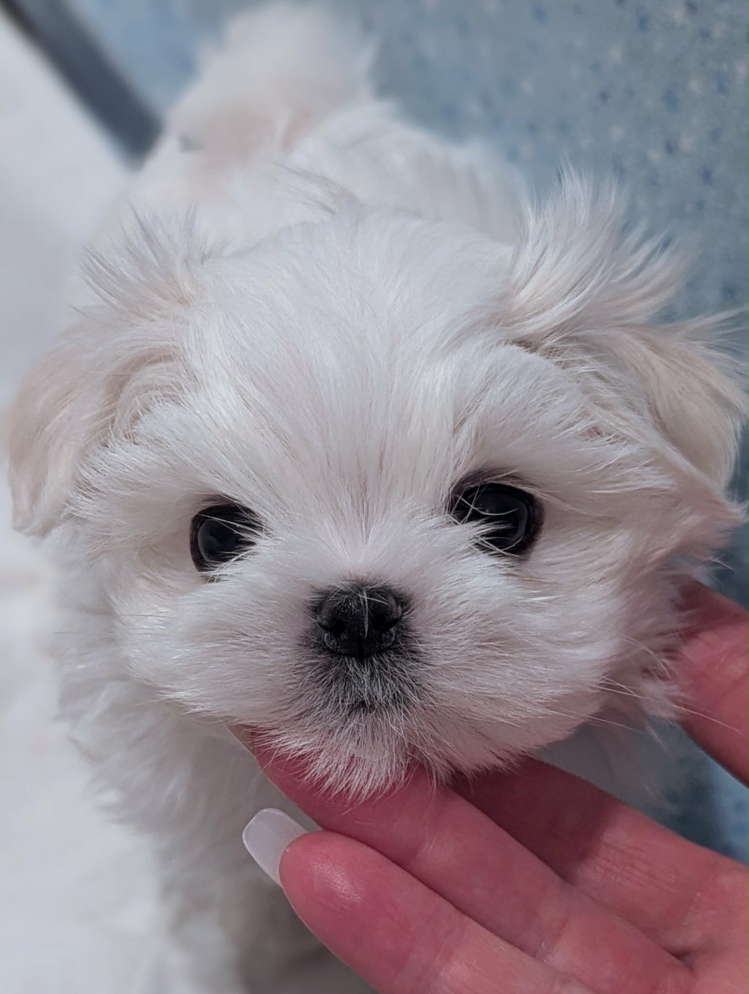 Brat Pack Babydolls puppy 6
