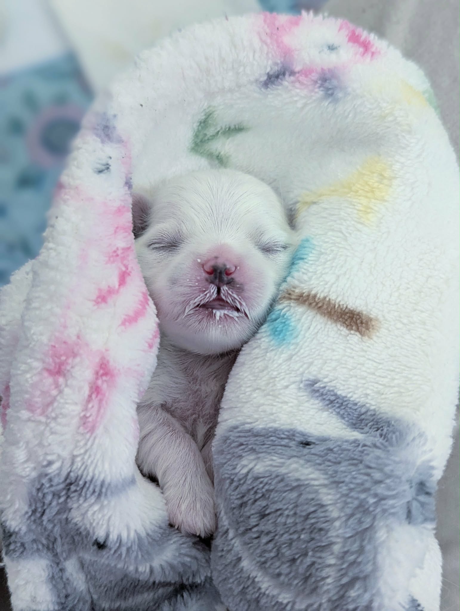 Brat Pack Babydolls puppy 1