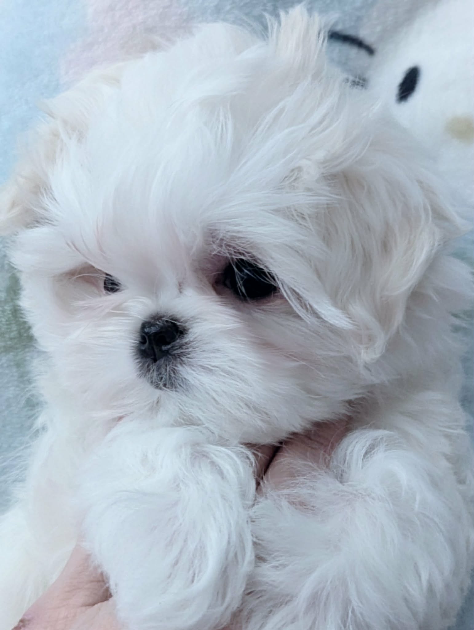 Brat Pack Babydolls puppy 8
