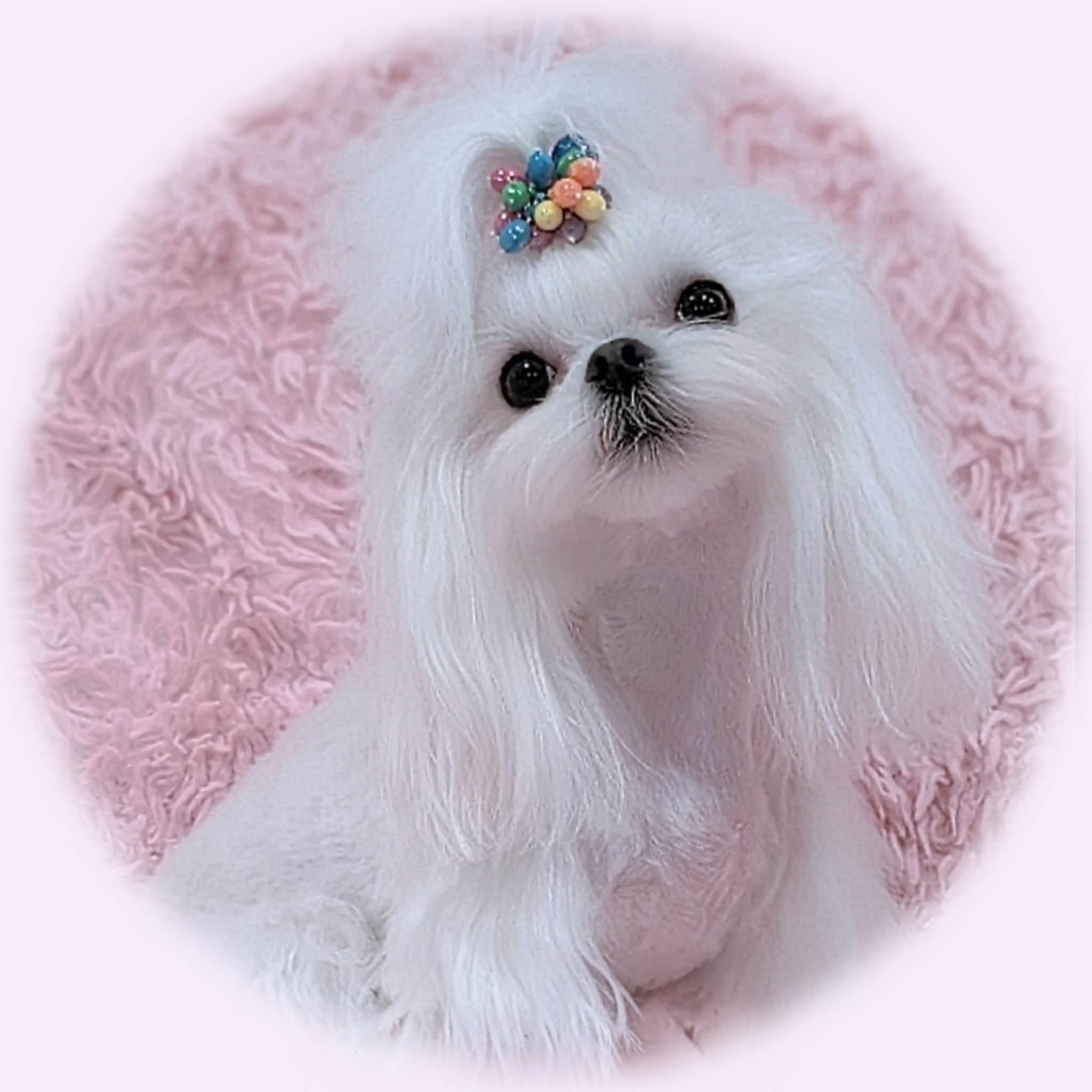Pearl & TBD Korean Babydoll Maltese litter