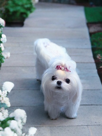 Brat Pack Babydolls puppy 2