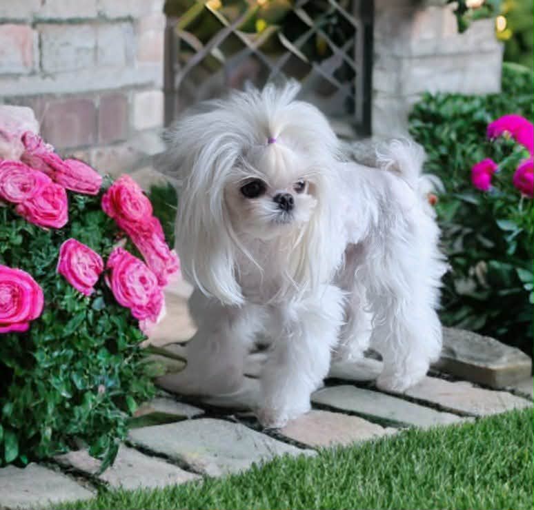 Korean Maltese example 2