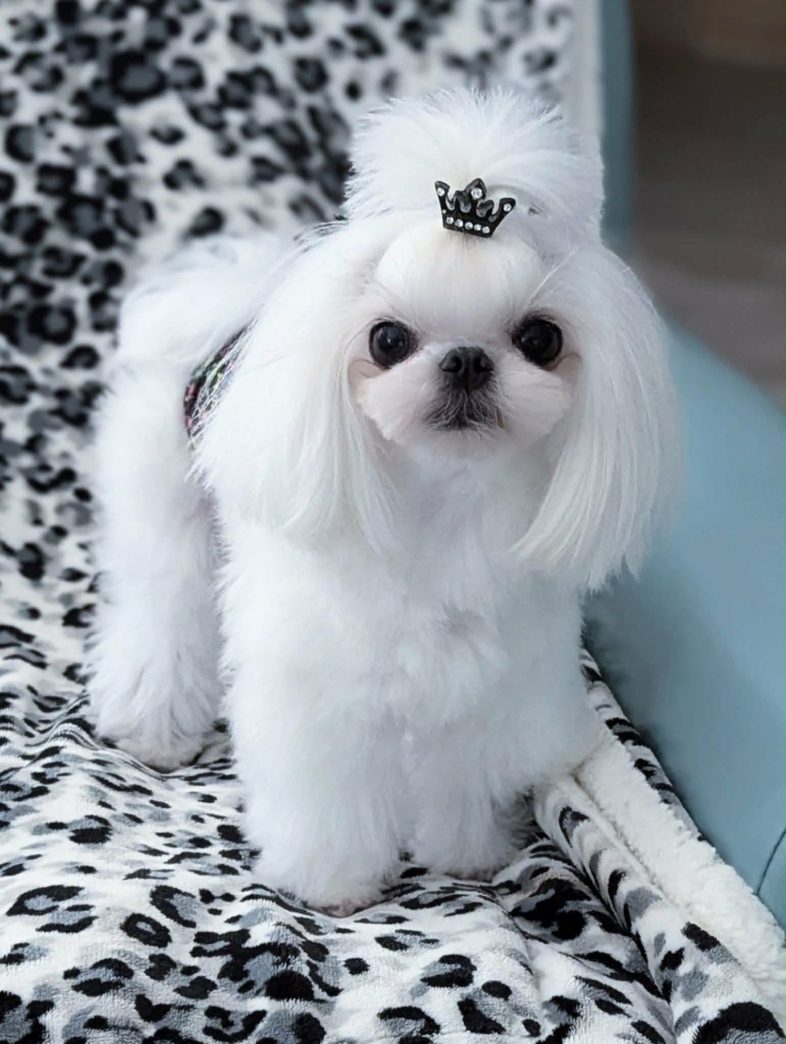 Brat Pack Babydolls puppy 5