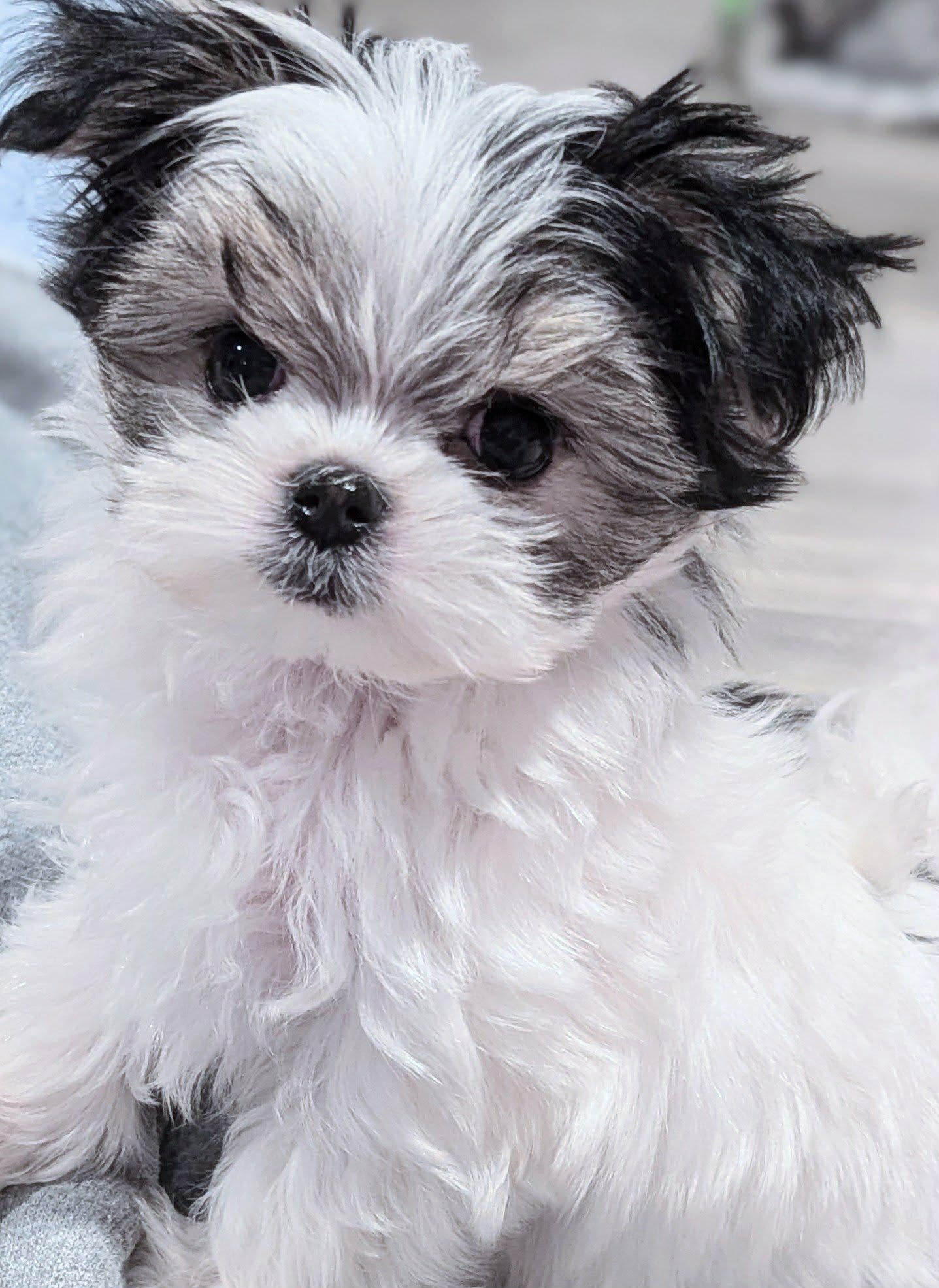 Brat Pack Babydolls puppy 3