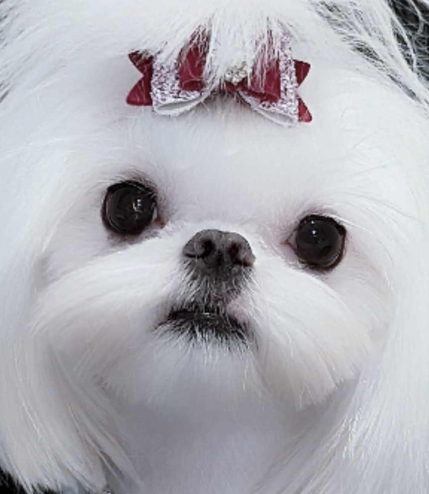 Babydoll Maltese example 1
