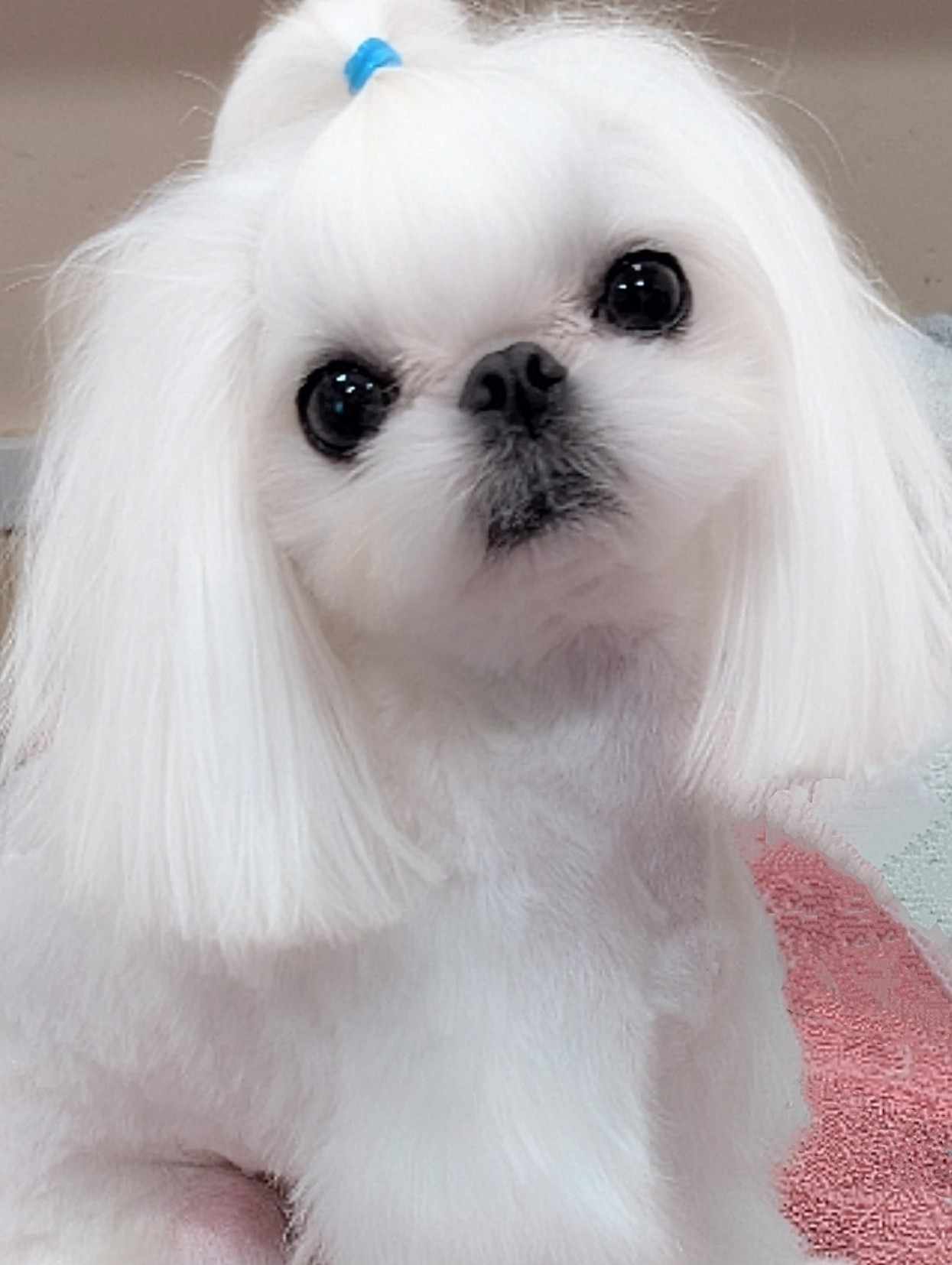 Babydoll Maltese example 2