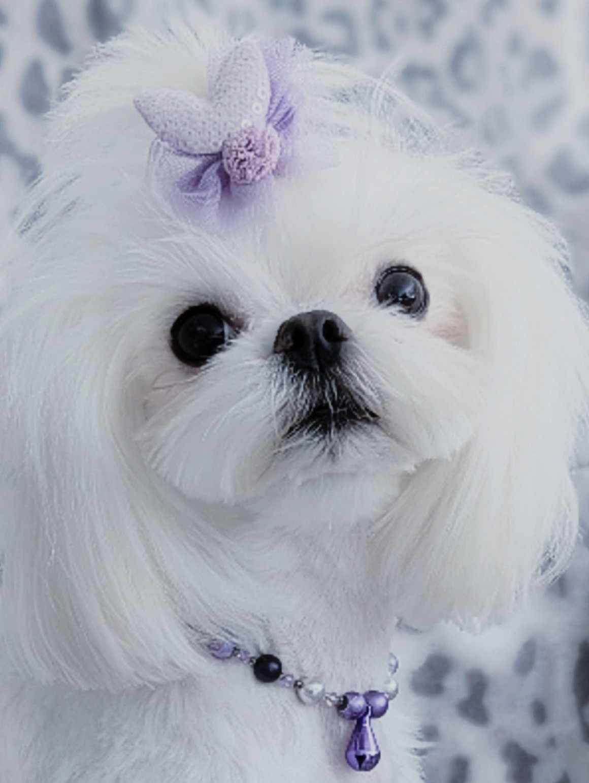 Babydoll Maltese example 3