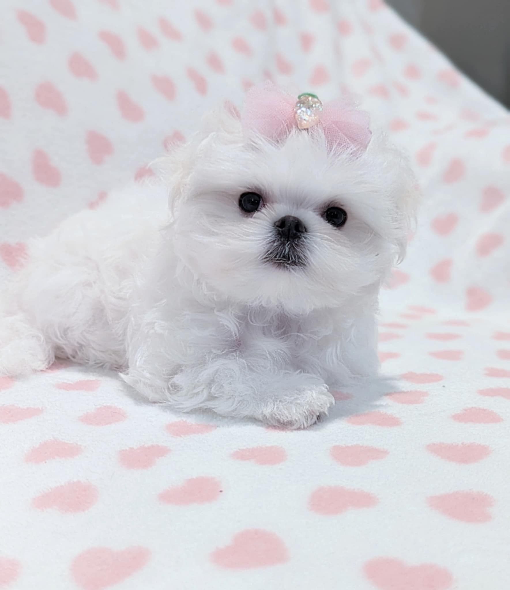 Female Maltese Puppy Korean Babydoll Maltese for sale in California