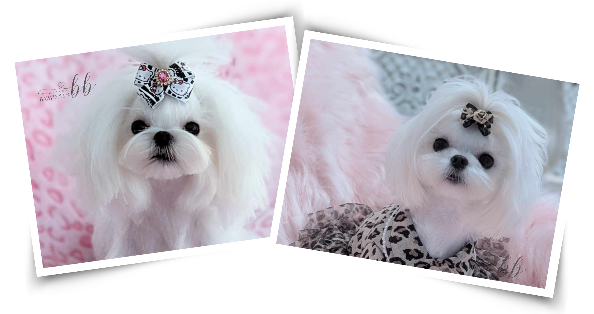 Brat Pack Babydolls — True Doll Face Maltese