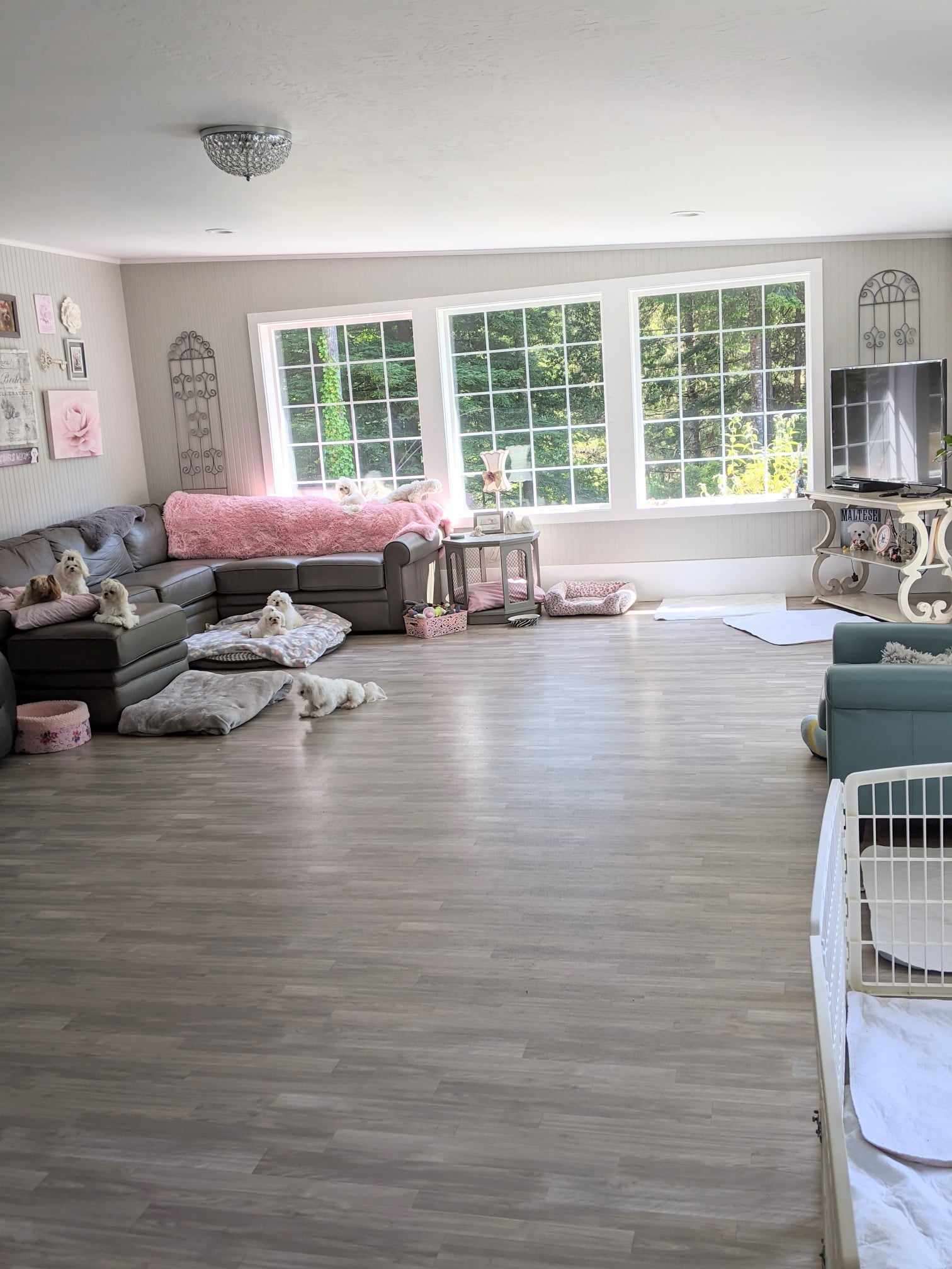 Our home where puppies are raised